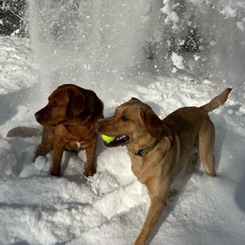 Zwei Hunde spielen im Schnee in Brand im Brandnertal in Vorarlberg.